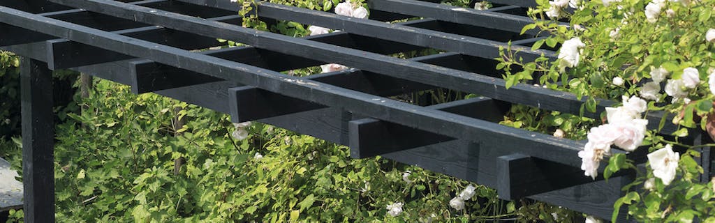 7 gode klatreplanter